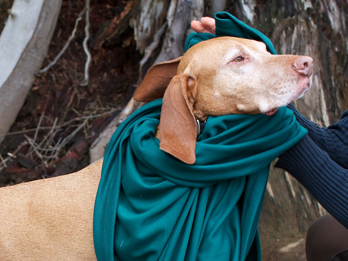 Microfiber Quick Dry Towels Help Reduce Pet Odor